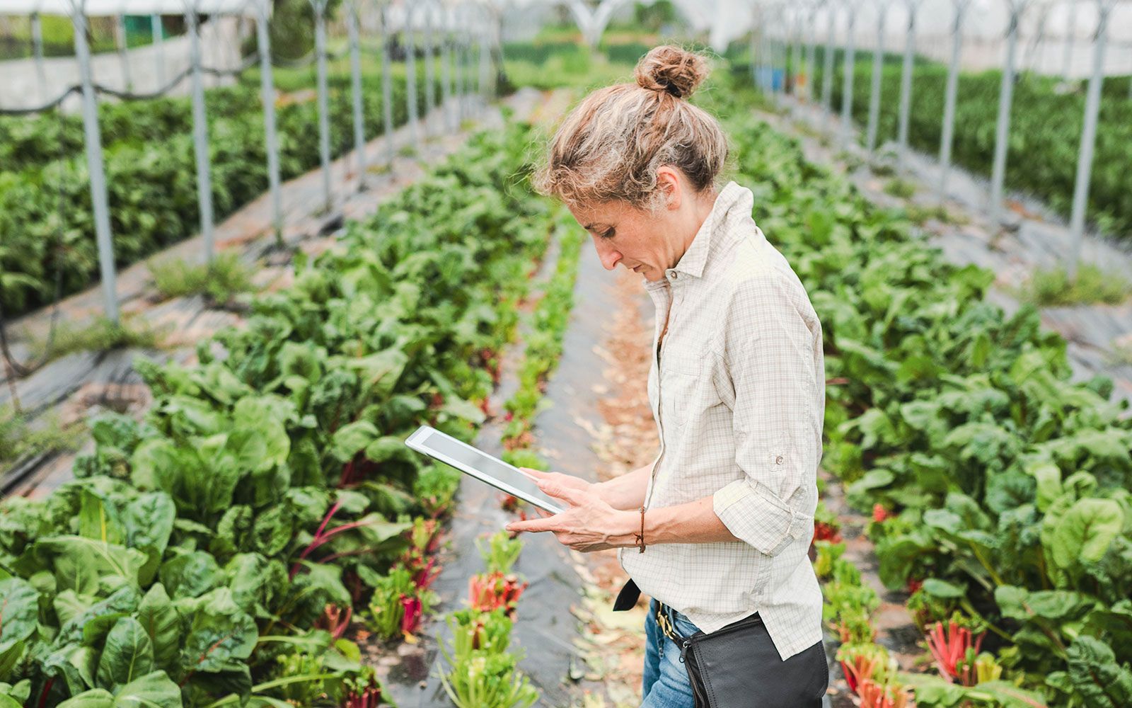 Employee checking plants in greenhouse